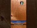 معلومة على السريع سوسة الخشب معلومة على السريع سوسة الخشب