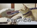 未知との遭遇 猫とリアルパペット