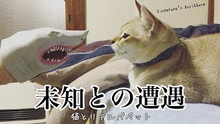 未知との遭遇 猫とリアルパペット