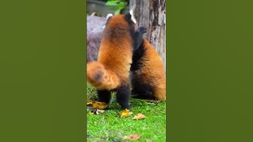 Watch These Red Pandas Go Wild in an Adorable Play Fight!