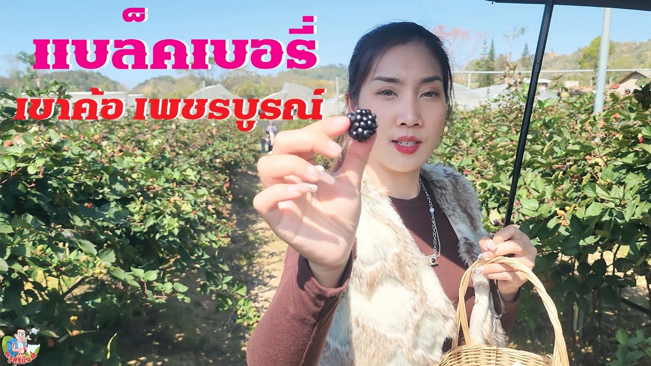 สวนเบอรี่เขาค้อ เพชรบูรณ์