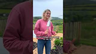 Why I net my brassicas even though I companion plant too 🥸