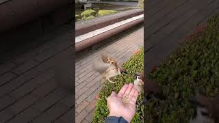 Intense Snack Brawl Erupts between Two Birds
