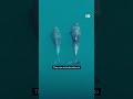Black Sea dolphins under threat amid Ukraine war | DW News