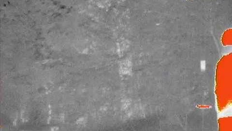 catching bats with a mist net