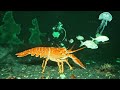 Diver Discovers a Hidden World in the Deep Ocean 🐋🐙              #GiantAnimals