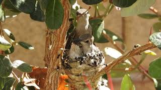 Hummingbird babies being fed