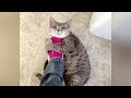 CATS are the BEST CURE FOR BOREDOM // Super FUNNY CAT compilation