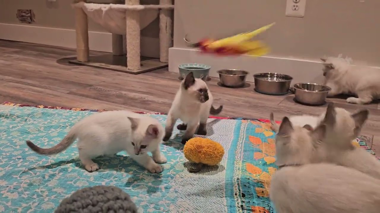 Provenance Cats Poppys Siamese kittens wild and crazy