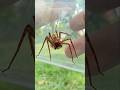 Spider #insects #nature #venomouscreatures