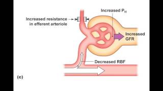 Celebrity Chapter 27 Urinary System Part4 Profile