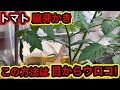 【超重要】トマトの脇芽かき・整枝はこの方法で今後の収穫量が倍増します。