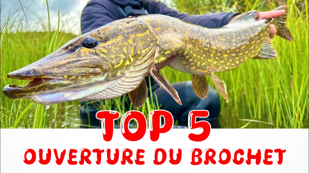 Kit De Leurres Souples En Caoutchouc Leeko – 25 Leurres + 5 Têtes Plombées – Pour Truite, Perche, Brochet, Sandre