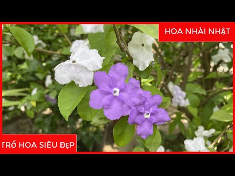 Video HOA NHÀI NHẬT [SIÊU ĐẸP] | SĐT/ZALO: 092.692.2886 - youtube