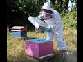 Nouveaux essaims dabeilles dans le rucher municipal