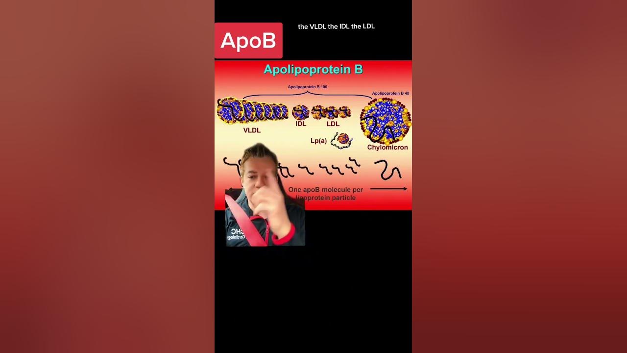 what-is-apolipoprotein-b-or-apob-youtube