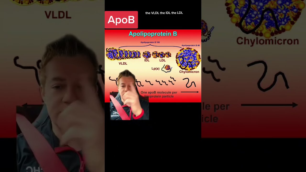 What Is Apolipoprotein B Or ApoB YouTube What Is Apolipoprotein B Or ApoB YouTube