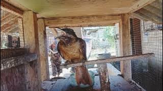 tuwu betina gacor suara lantang pancing lawan emosi - Asian Koel@BaturLTok