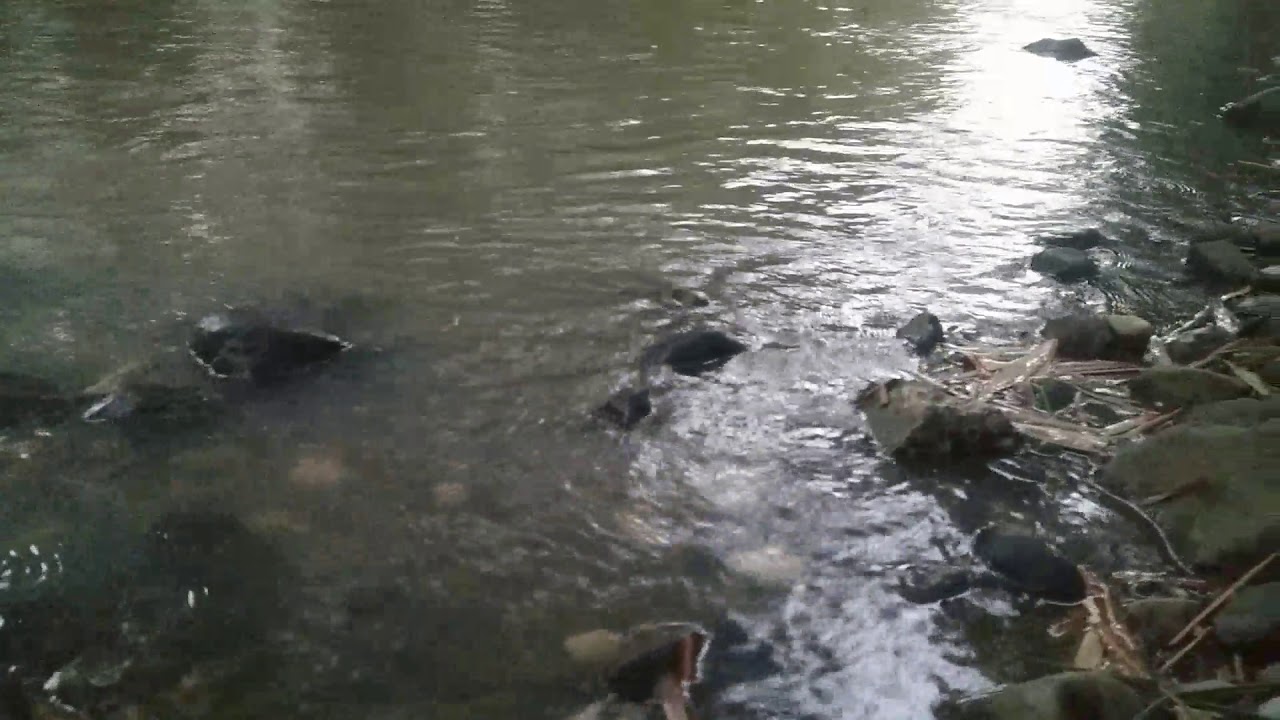 Ikan mijah WADUK GAJAH MUNGKUR