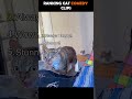 Ranking Cat Comedy Clips