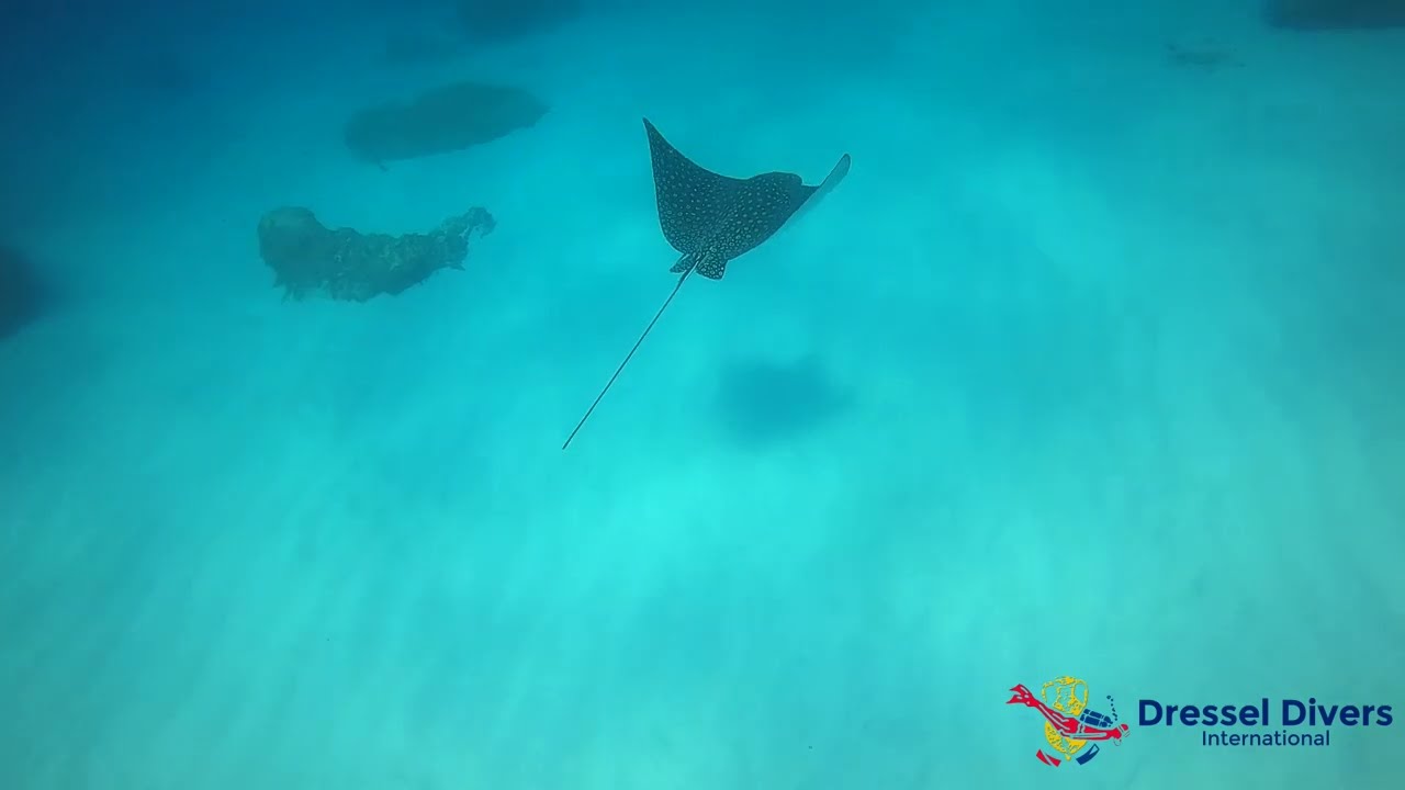 Scuba Diving In Punta Cana With Dressel Divers (Mayo 2022)