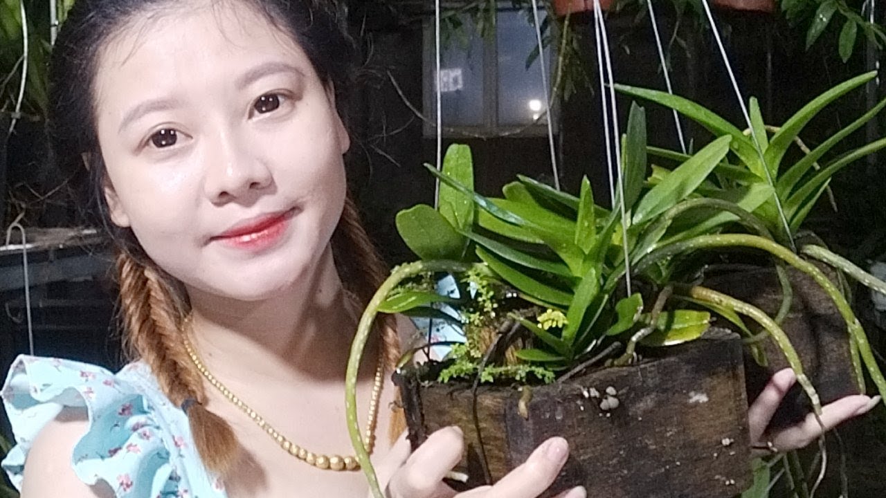 Hoàng Nhạn Lũa Kiếm Vàng Sọc Vườn Lan Bá... - youtube
