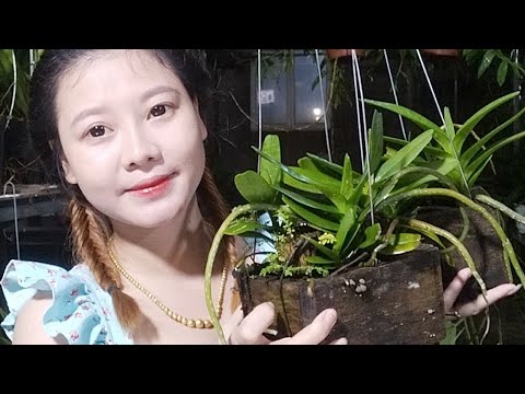 Video Hoàng Nhạn Lũa Kiếm Vàng Sọc Vườn Lan Bá... - youtube