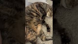 Skittles is a very jiggly kitty cat! #cat #cutecat #fatcat #sillycat #funnycat #catvideos #catlife