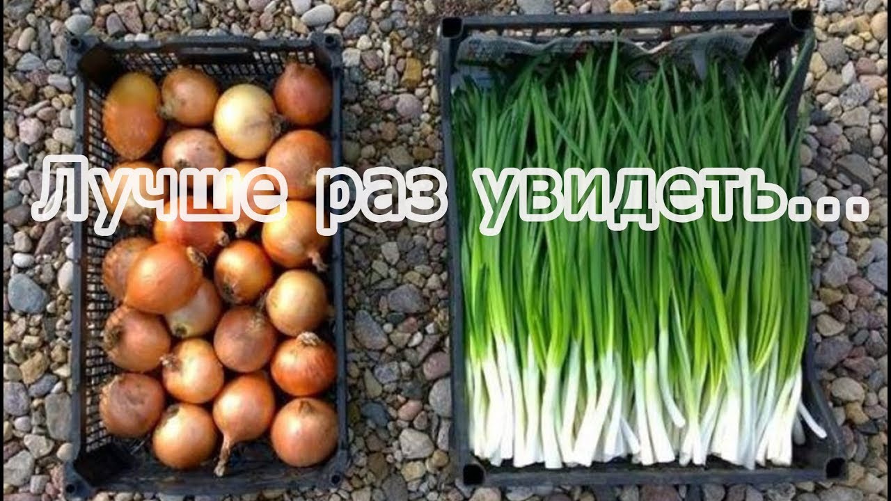 Как посадить лук в огороде. Лук Чернушка севок, репчатый. Лук Штутгартер на зелень. Лук севок на зелень. Лук севок Альбион.