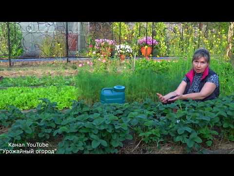 УХОД ЗА КЛУБНИКОЙ ОСЕНЬЮ! ВАЖНО СДЕЛАТЬ ЭТО СЕЙЧАС ДЛЯ УВЕЛИЧЕНИЯ УРОЖАЯ!