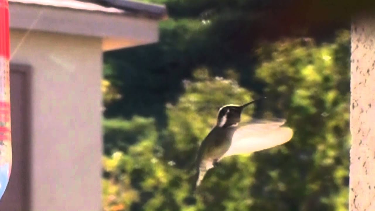 Black-Chinned Hummingbird in Slow Motion 