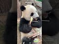 Tiny Teeth, Big Panda Smile | iPanda #shorts #HKPanda