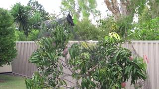 Rosemary the bat is rescued from netting