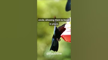 Fascinating Facts About Hummingbirds