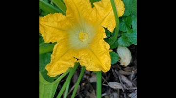 🌼Zucchini not setting fruit. How to  hand pollinate.#gardentips#vegetables#gardening#zone6a