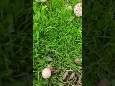 الفطر  يوميات ق6ر