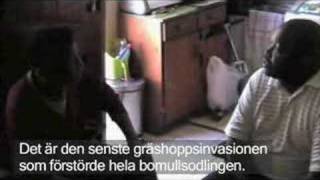 1000 apor dagens U-landsproblem