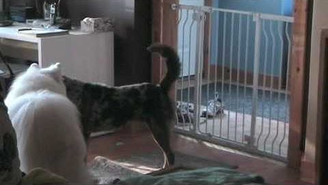 Resource Guarding Dog