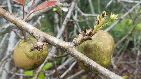 Pear Palmer Photo 8