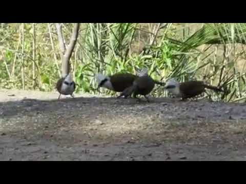 White crested Laughing thrush 