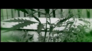 ЦветМет ЖG - Жара