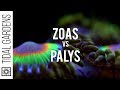 Zoanthid and Palythoa identification and taxonomy