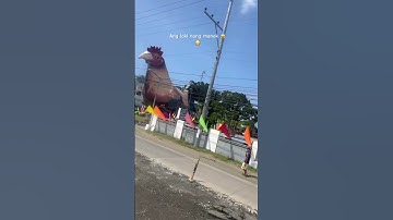 #chicken #shortvideo #youtubeshorts #trending #trendingshorts #shorts  #shortsfeed #viral #fyp
