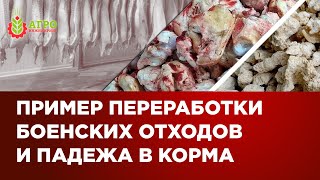 Переработка боенских отходов и падеж в корма. Показываю на примере действующей линии