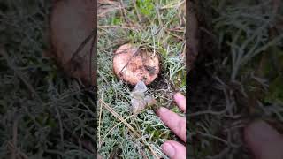 Рижик. Ковалівський ліс #рижики #гриби2025 #mushroom #грибиукраїни #гриби #mushroomforest #грибники