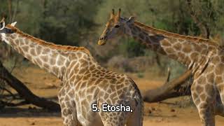 los 10 mejores parques Safaris de frica 🦁