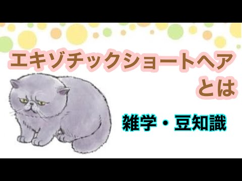 【猫】エキゾチックショートヘアとは【雑学・特徴】Exotic shorthair