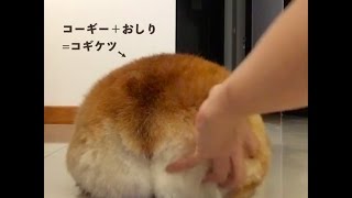 コーギーのおしりは正義。かわいいコギケツもふもふタイムの始まりだぁ～😊【PECO TV】