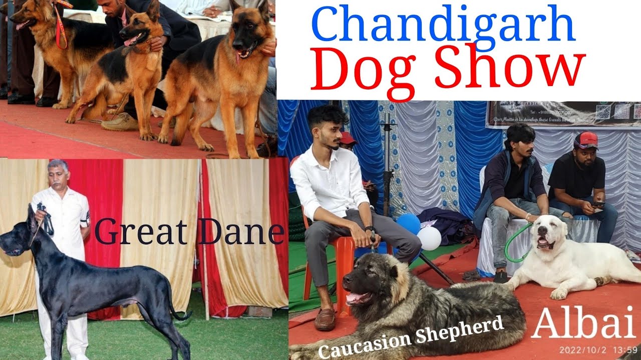 Chandigarh Dog ShowDogs for Sale2022Chaserscoobers Pulkit Vamphimalayanhusky 
