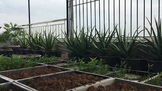 Our Simple but Meaningful Life IMG 00207